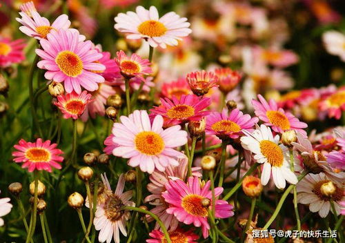 清雅映日，紅艷如霞——精品荷花‘水果’的獨特魅力